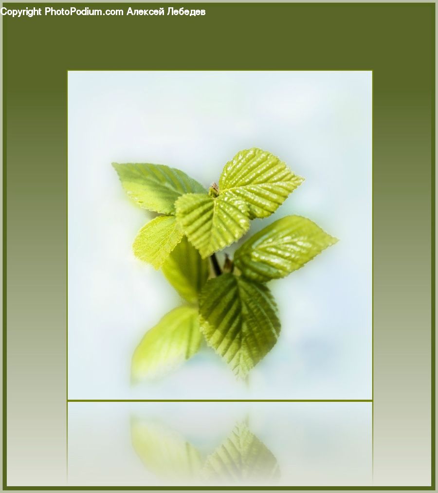 Leaf, Plant, Collage, Poster, Blossom, Flora, Flower