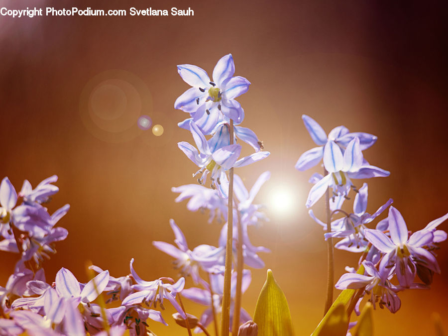 Blossom, Flora, Flower, Plant, Aquilegia, Petal, Geranium