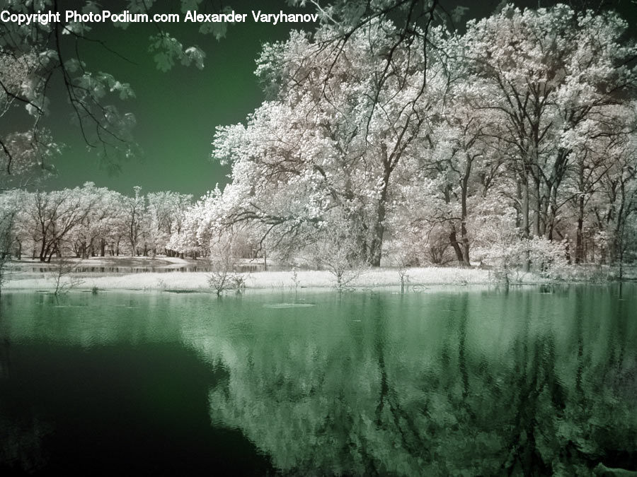Blossom, Flora, Flower, Plant, Cherry Blossom, Tree, Landscape