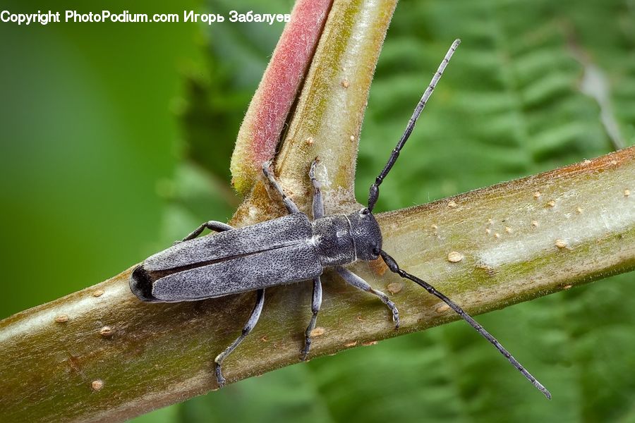 Cricket Insect, Grasshopper, Insect, Invertebrate, Arachnid, Garden Spider, Spider