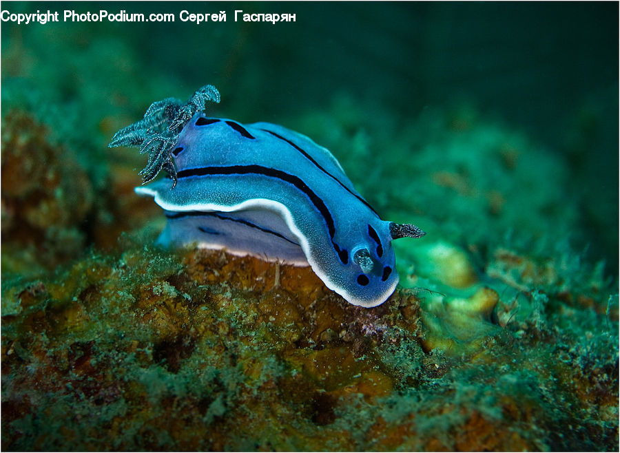 Eel, Fish, Sea Life, Coral Reef, Outdoors, Reef, Sea