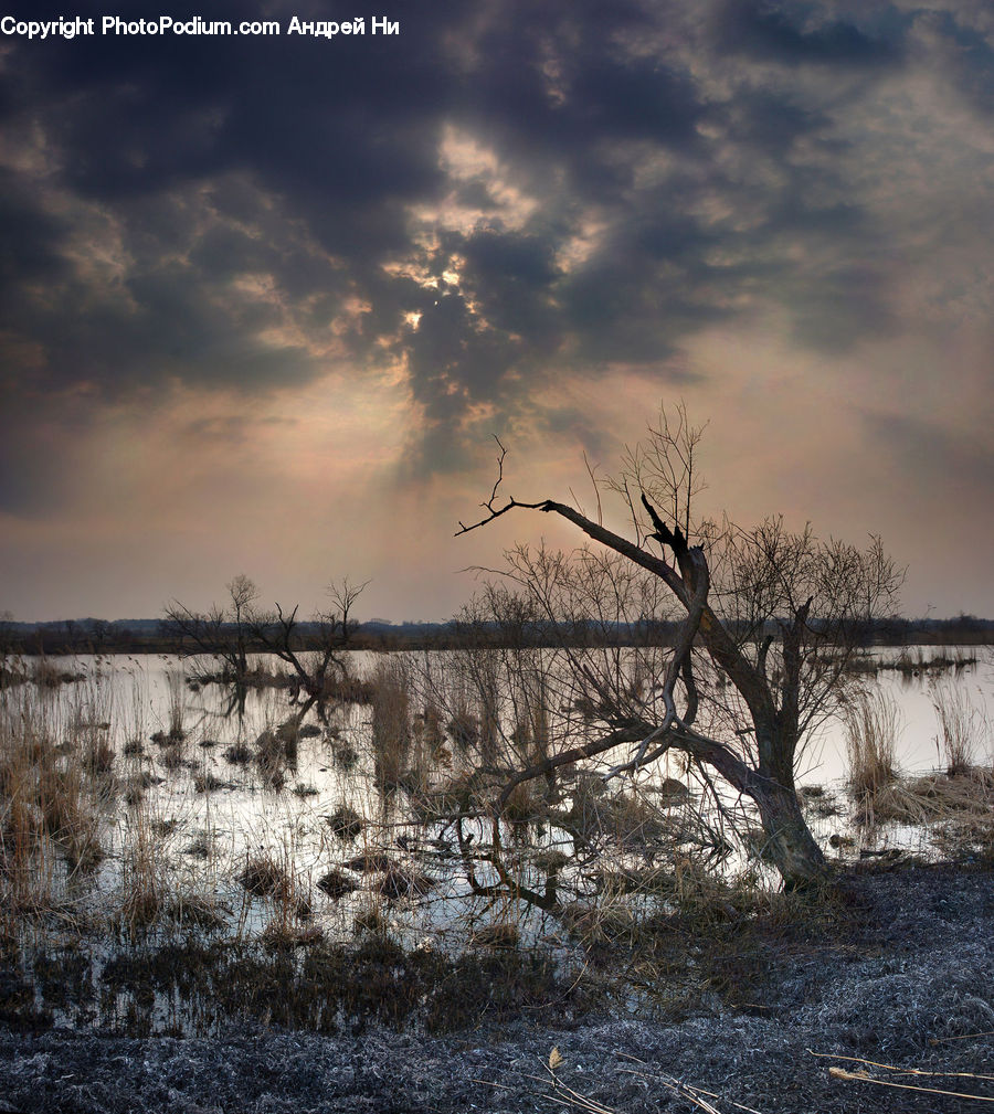 Land, Marsh, Outdoors, Swamp, Water, Flood, Plant