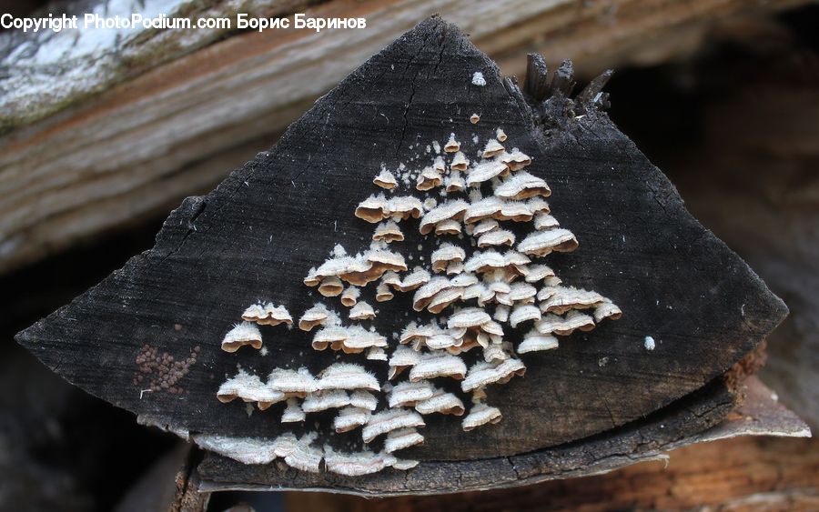 Agaric, Amanita, Fungus, Mushroom, Plant