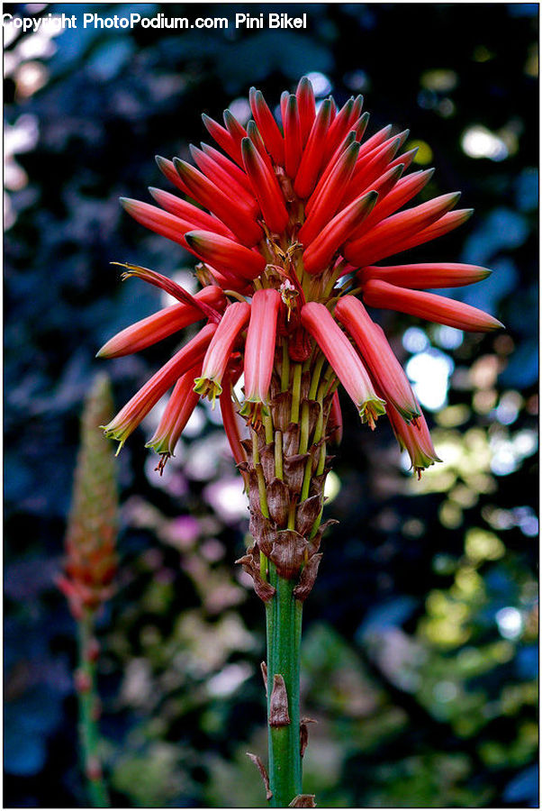 Conifer, Fir, Plant, Tree, Aloe, Blossom, Flora