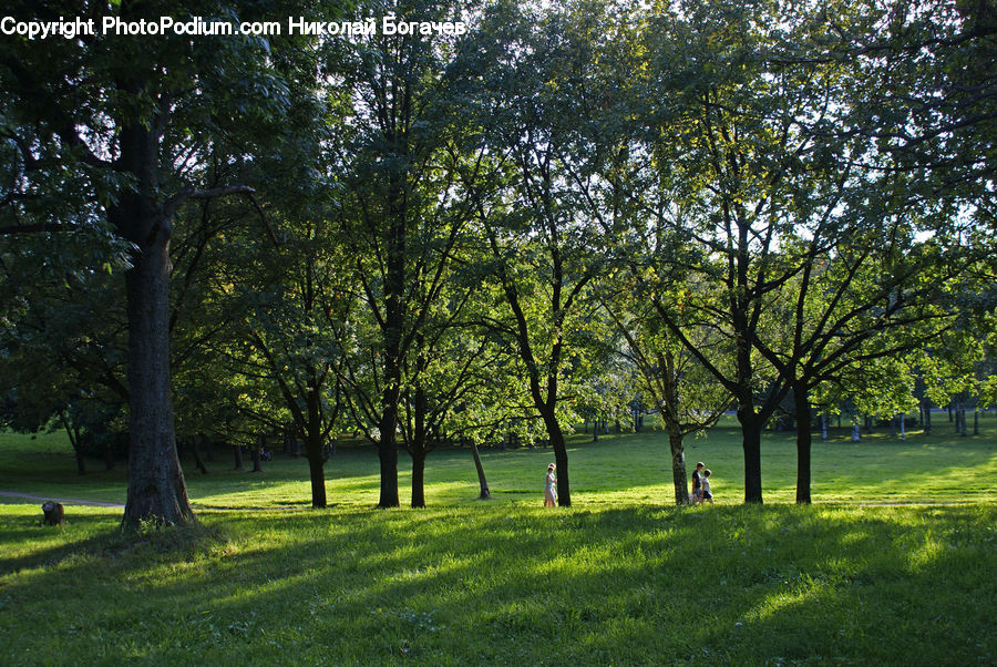 Park, Field, Grass, Grassland, Land, Outdoors, Plant