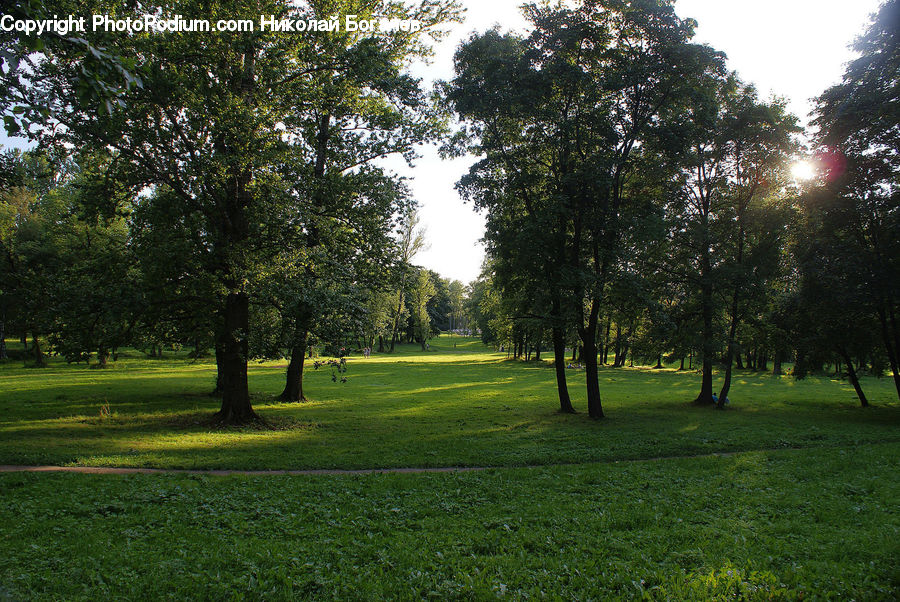 Field, Grass, Lawn, Park, Grassland, Plant, Conifer