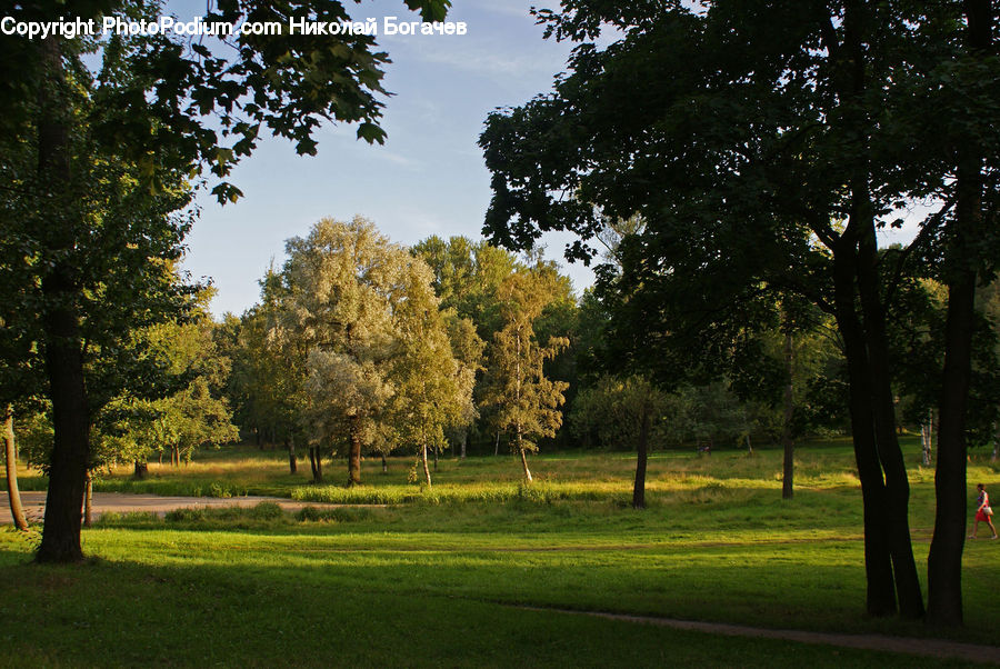 Plant, Tree, Park, Forest, Grove, Land, Fir