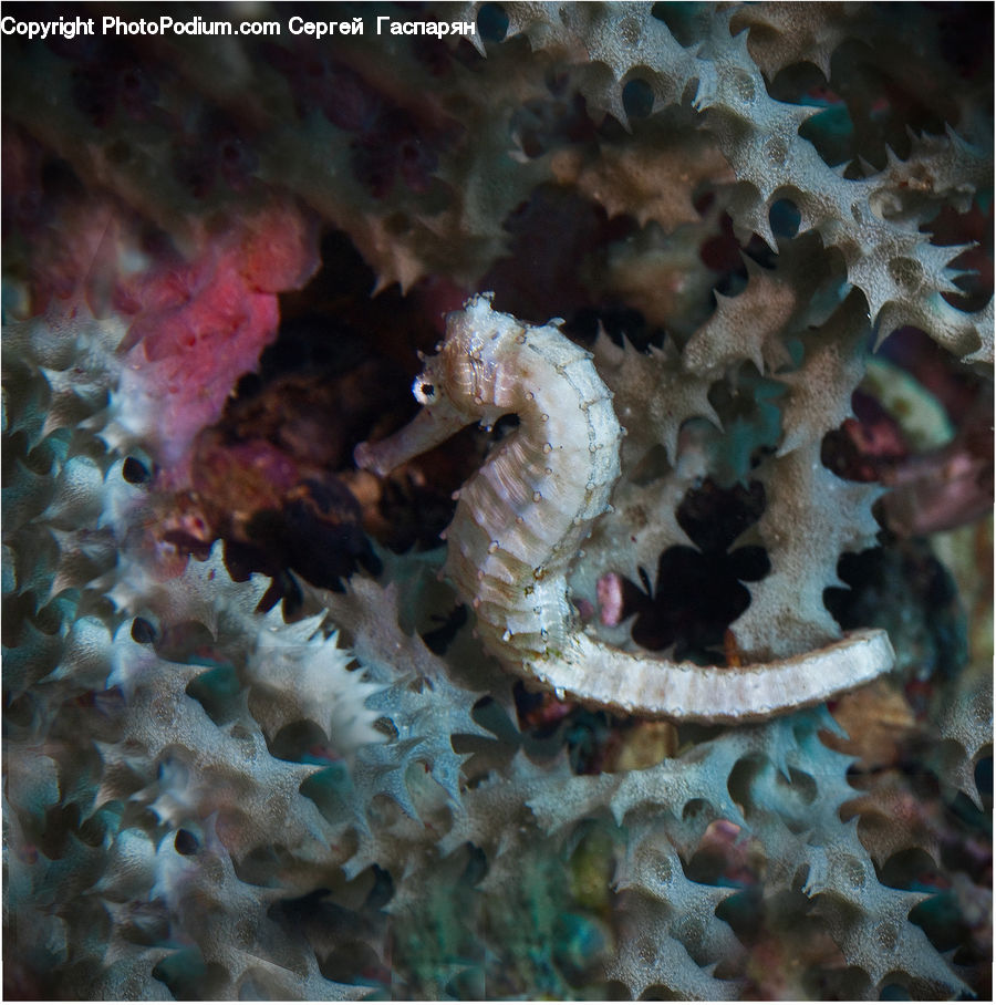 Coral Reef, Outdoors, Reef, Sea, Sea Life, Water, Mammal