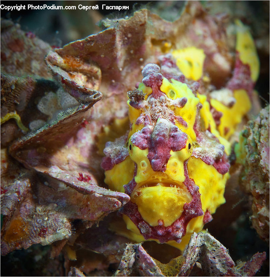 Mammal, Sea Life, Seahorse, Coral Reef, Outdoors, Reef, Sea