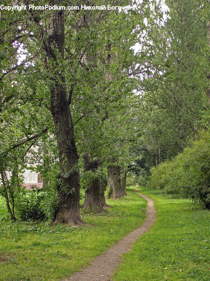 Dirt Road, Gravel, Road, Ivy, Plant, Vine, Conifer