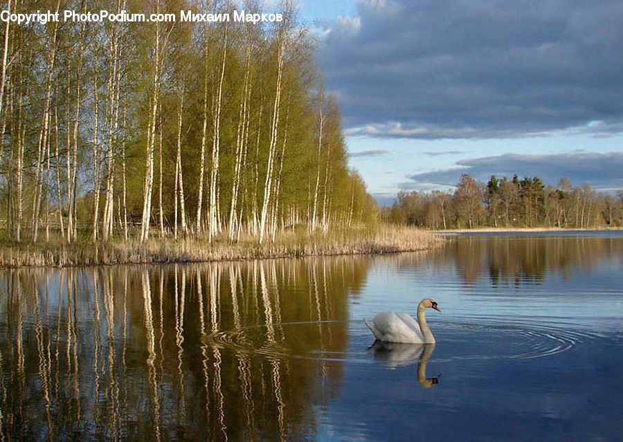 Bird, Swan, Waterfowl, Plant, Tree, Willow, Crane Bird