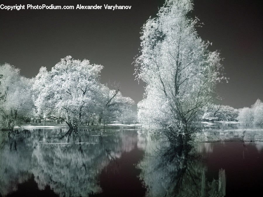 Frost, Ice, Outdoors, Snow, Blossom, Flora, Flower