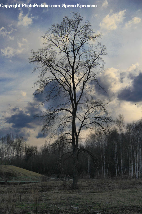 Oak, Tree, Wood, Plant, Field, Grass, Grassland