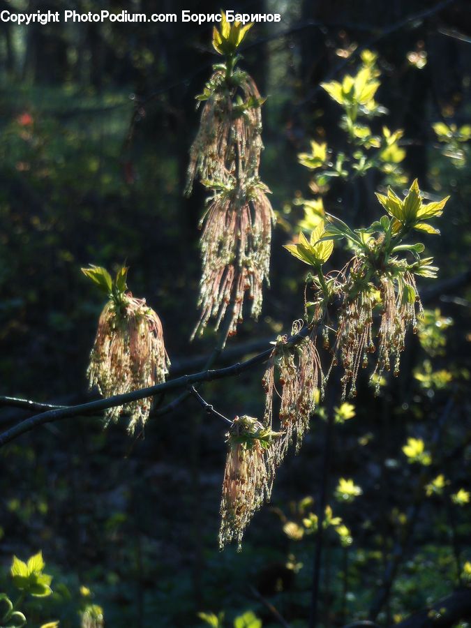 Conifer, Fir, Plant, Tree, Fruit, Pineapple, Larch