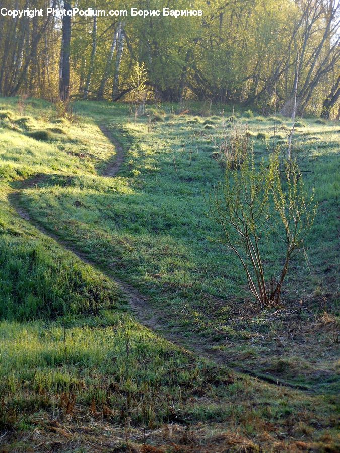 Birch, Tree, Wood, Forest, Vegetation, Grove, Land