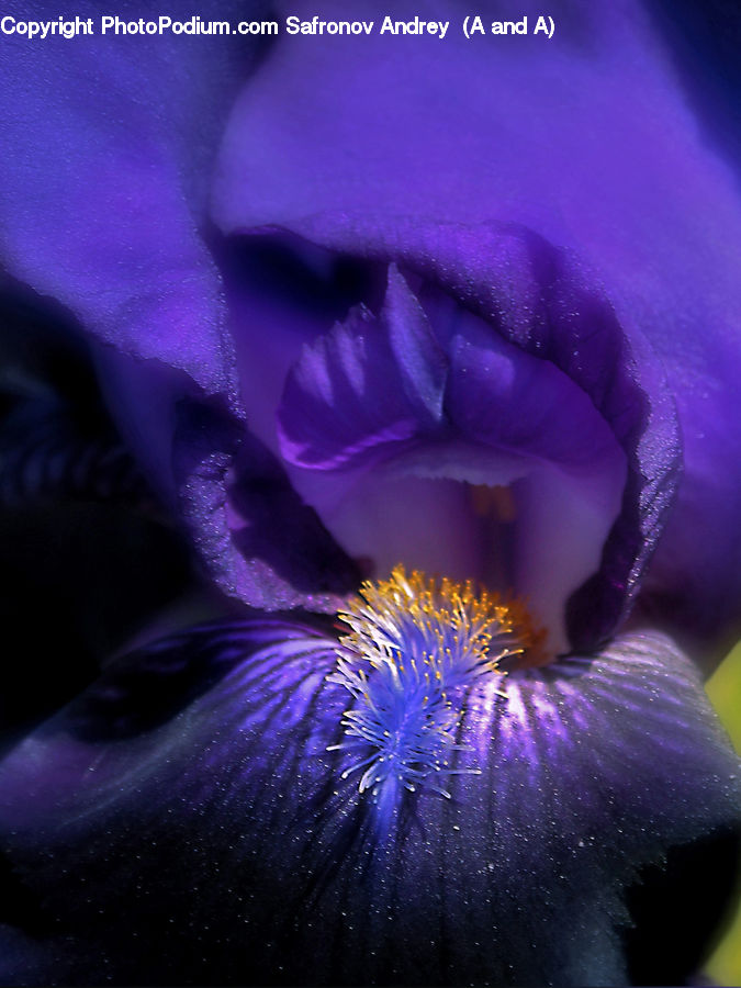 Flora, Flower, Iris, Plant, People, Person, Human
