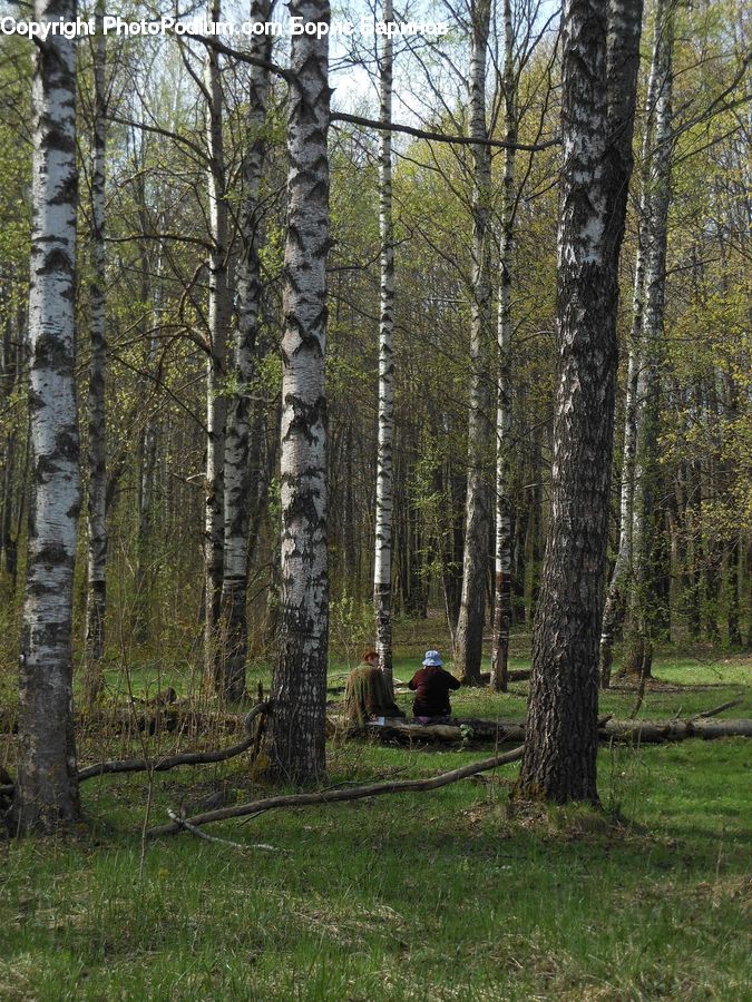 Birch, Tree, Wood, Forest, Grove, Land, Vegetation