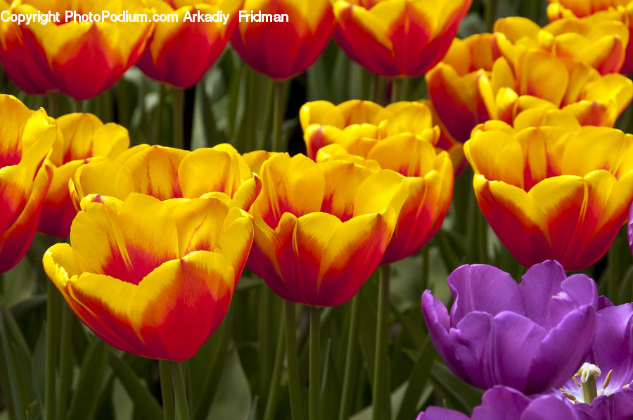 Blossom, Flora, Flower, Plant, Tulip, Crocus