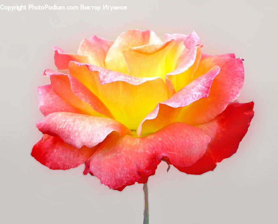 Blossom, Carnation, Flower, Plant, Flora, Rose, Gladiolus