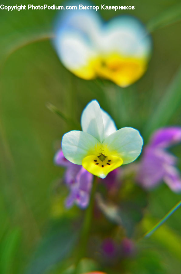 Fiber, Flax, Flora, Flower, Plant, Blossom, Geranium