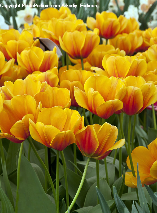 Blossom, Flora, Flower, Plant, Tulip, Daffodil, Crocus