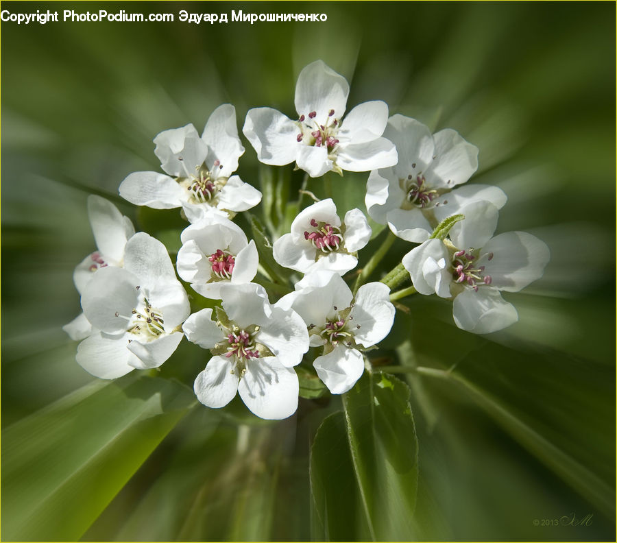 Blossom, Flora, Flower, Plant, Cherry Blossom