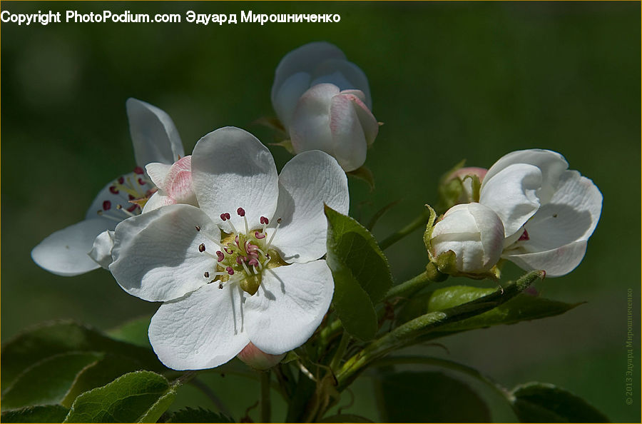 Blossom, Flora, Flower, Plant, Bird, Swan, Waterfowl