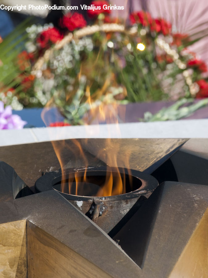 Plant, Potted Plant, Asphalt, Tarmac, Coffee Table, Furniture, Table