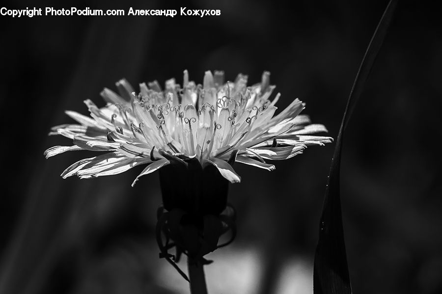 Flora, Pollen, Aster, Blossom, Flower, Plant, Petal