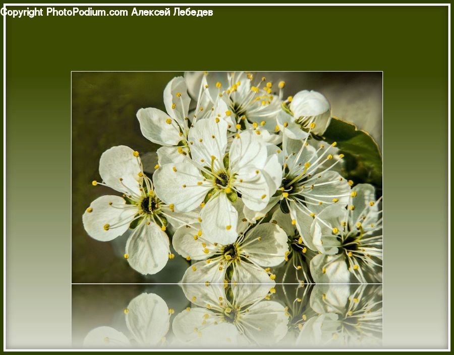Blossom, Flora, Flower, Plant, Aster, Dill, Cherry Blossom