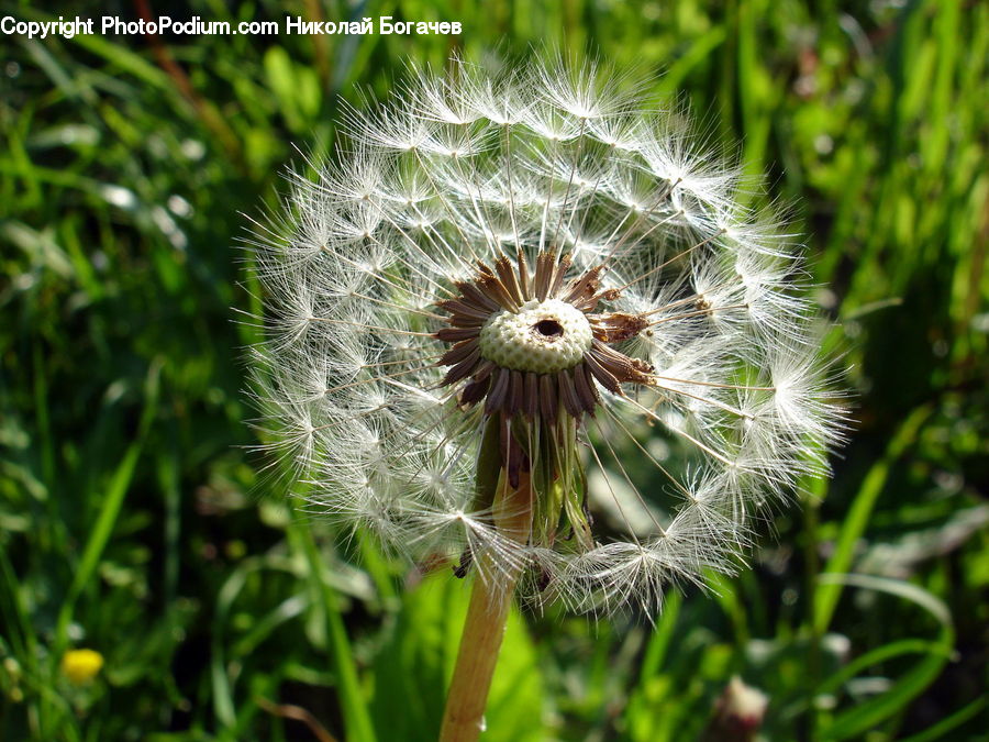 Dandelion, Flower, Plant, Blossom, Flora, Field, Grass