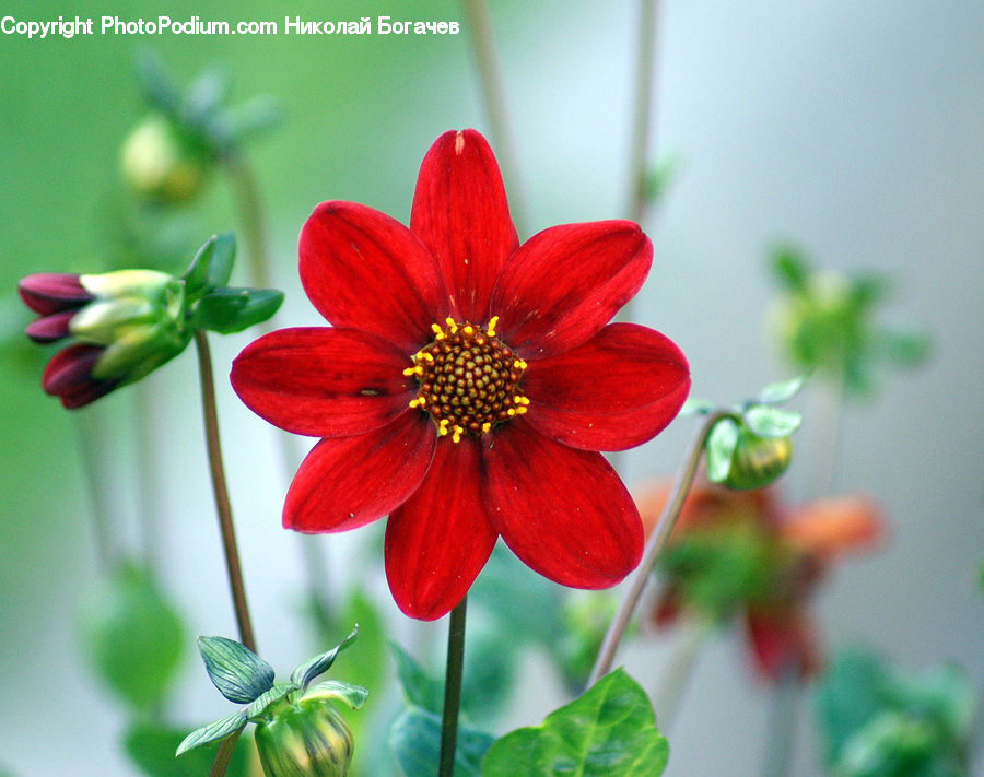 Blossom, Flora, Flower, Geranium, Plant, Petal, Pollen