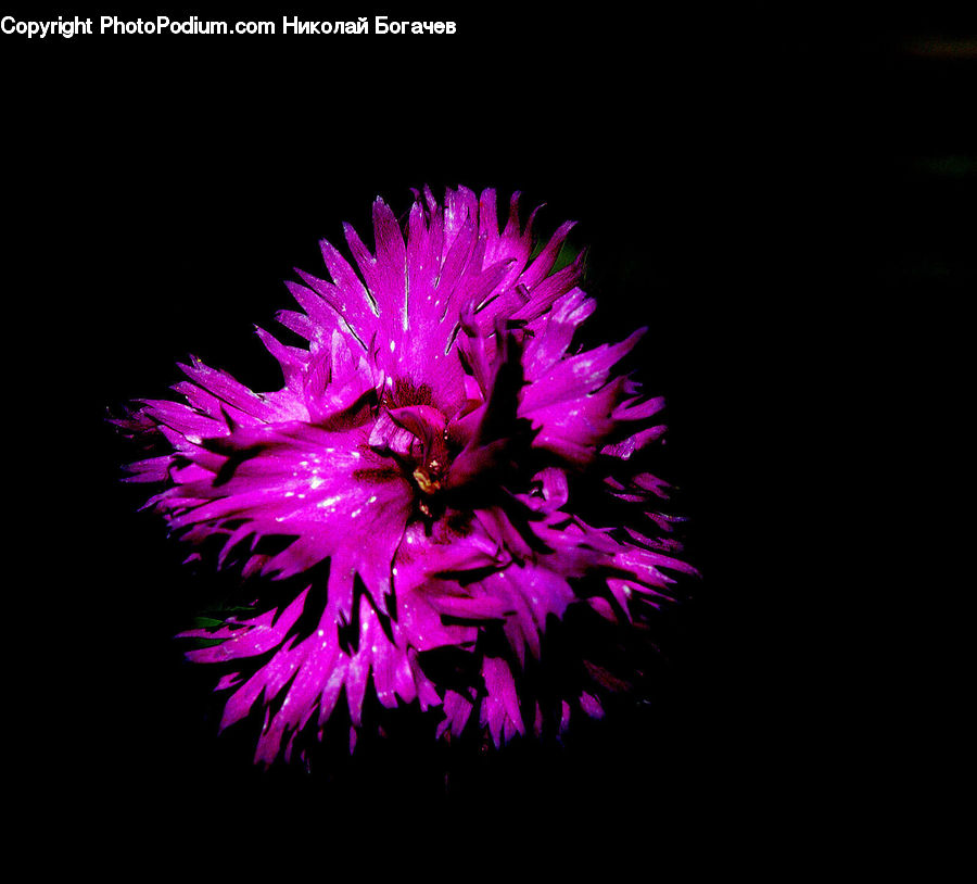 Flora, Flower, Plant, Thistle, Weed, Blossom, Aster