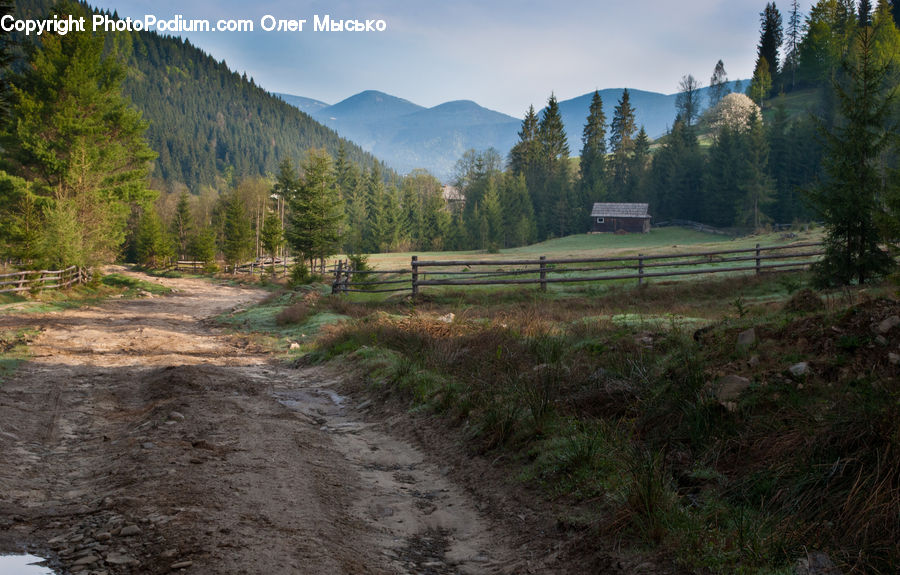 Dirt Road, Gravel, Road, Conifer, Larch, Tree, Wood