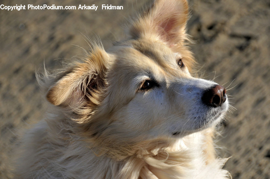 Animal, Canine, Dog, Golden Retriever, Mammal, Pet, Hug