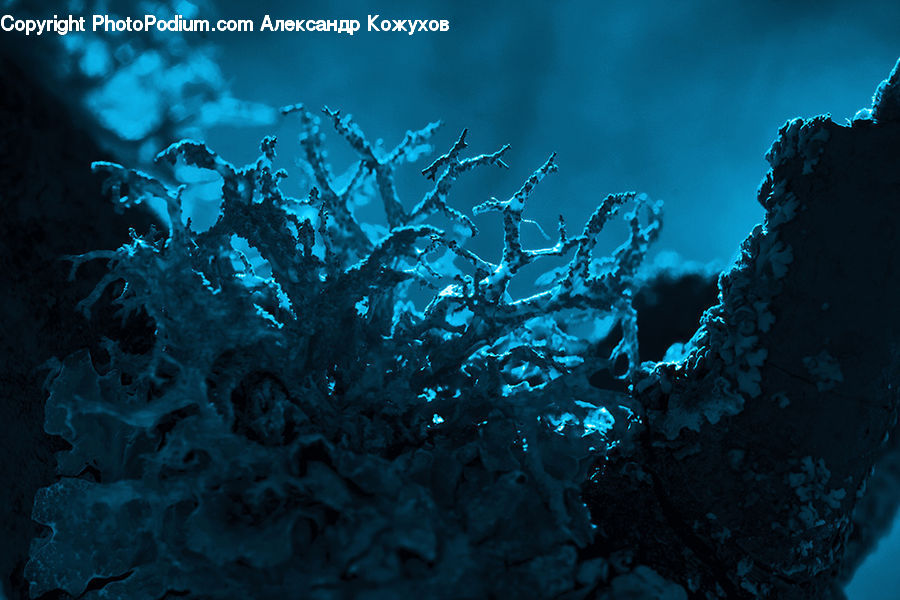 Coral Reef, Outdoors, Reef, Sea, Sea Life, Water, Conifer