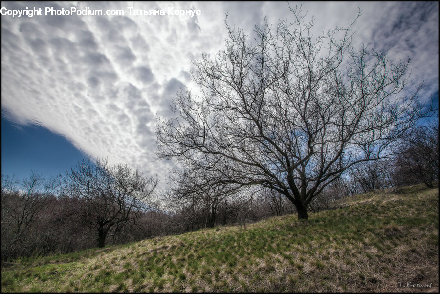 Field, Grass, Grassland, Land, Outdoors, Plant, Tree