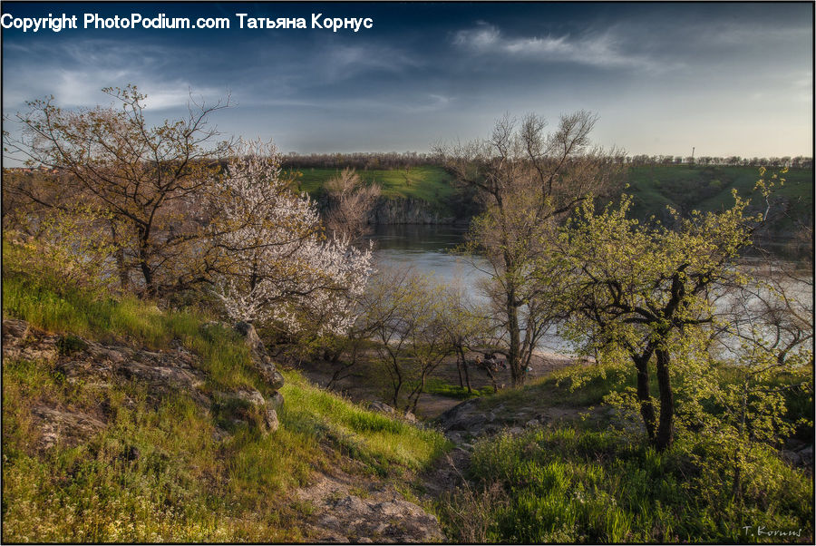 Forest, Grove, Land, Field, Grass, Grassland, Plant