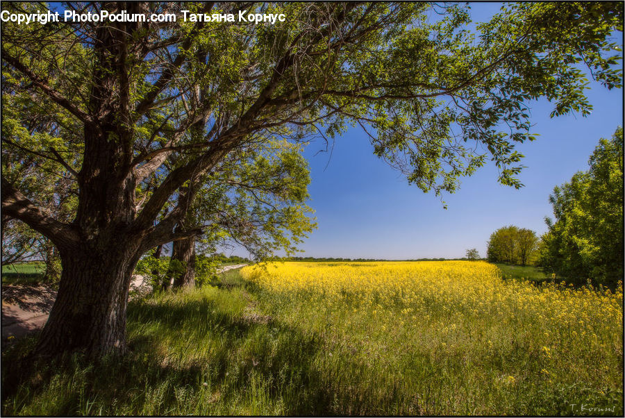 Field, Grass, Grassland, Land, Outdoors, Oak, Tree