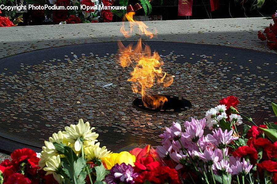 Plant, Potted Plant, Fire, Flame, Flower, Lily, Pond Lily