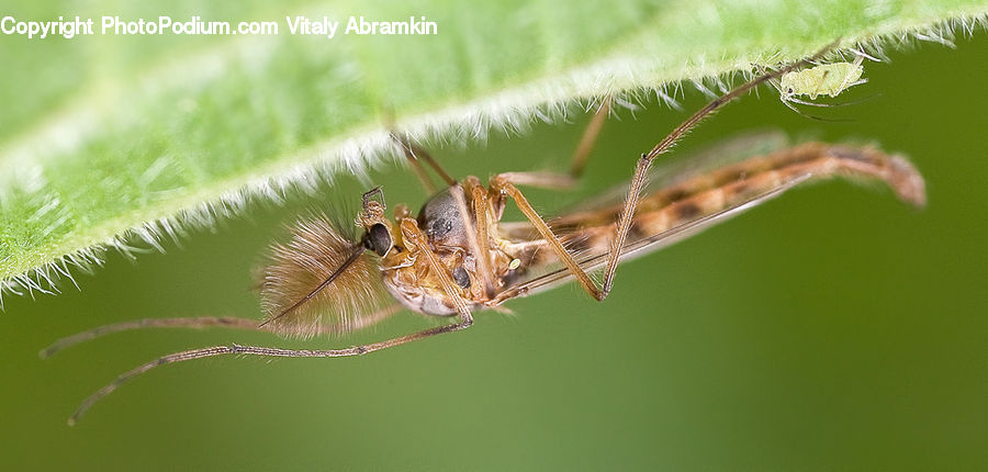 Arachnid, Garden Spider, Insect, Invertebrate, Spider, Anisoptera, Dragonfly