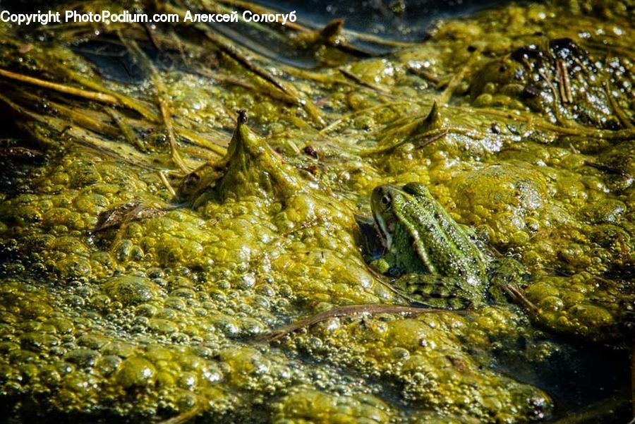 Amphibian, Wildlife, Algae, Seaweed, Conifer, Fir, Pine