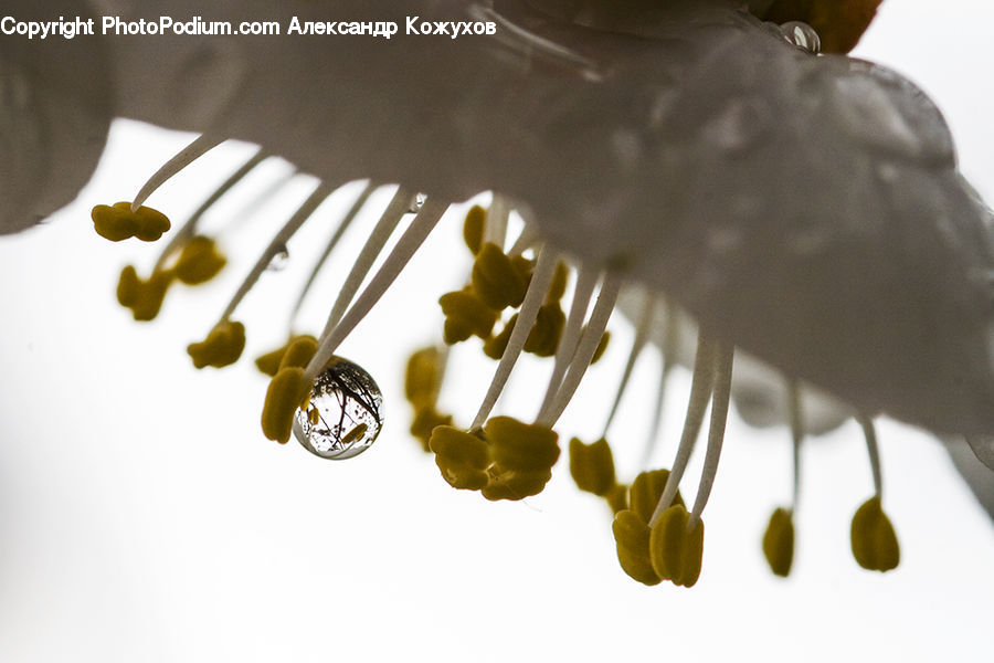 Dill, Plant, Bling, Blossom, Flora, Flower, Accessories