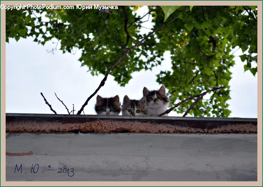 Animal, Cat, Pet, Siamese, Adorable, Bird Nest, Nest