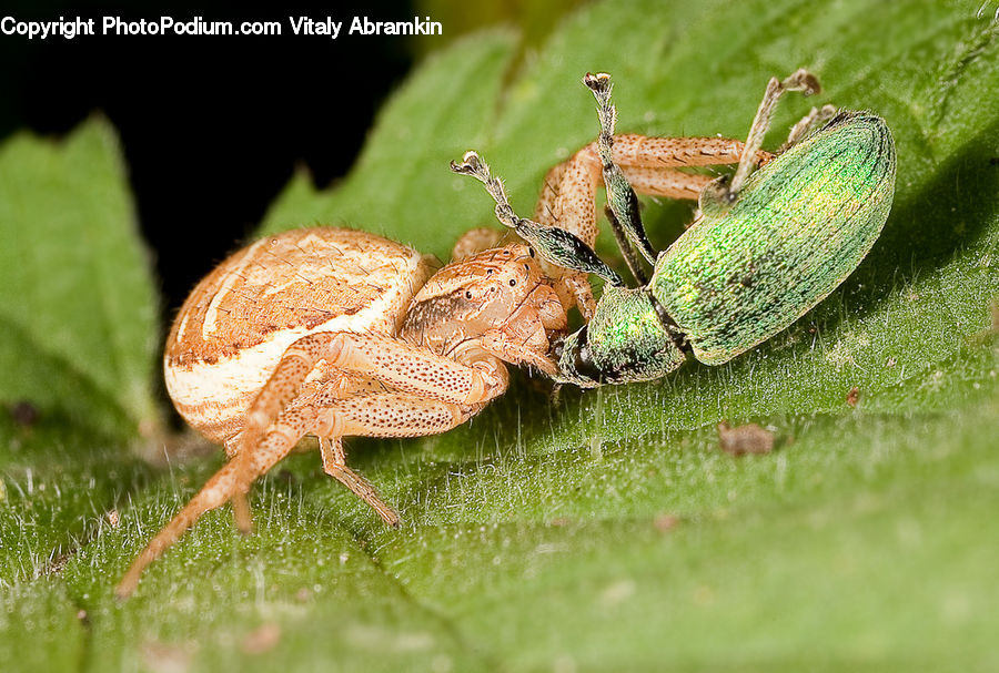 Cricket Insect, Grasshopper, Insect, Invertebrate, Bird, Pheasant, Field