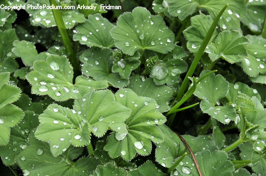 Plant, Leaf, Droplet, Blossom, Flora, Flower, Geranium