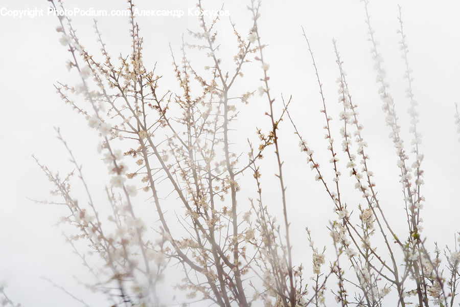 Field, Grass, Grassland, Plant, Birch, Tree, Wood
