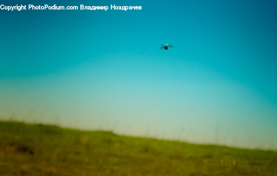 Field, Grass, Grassland, Land, Outdoors, Plant, Adventure