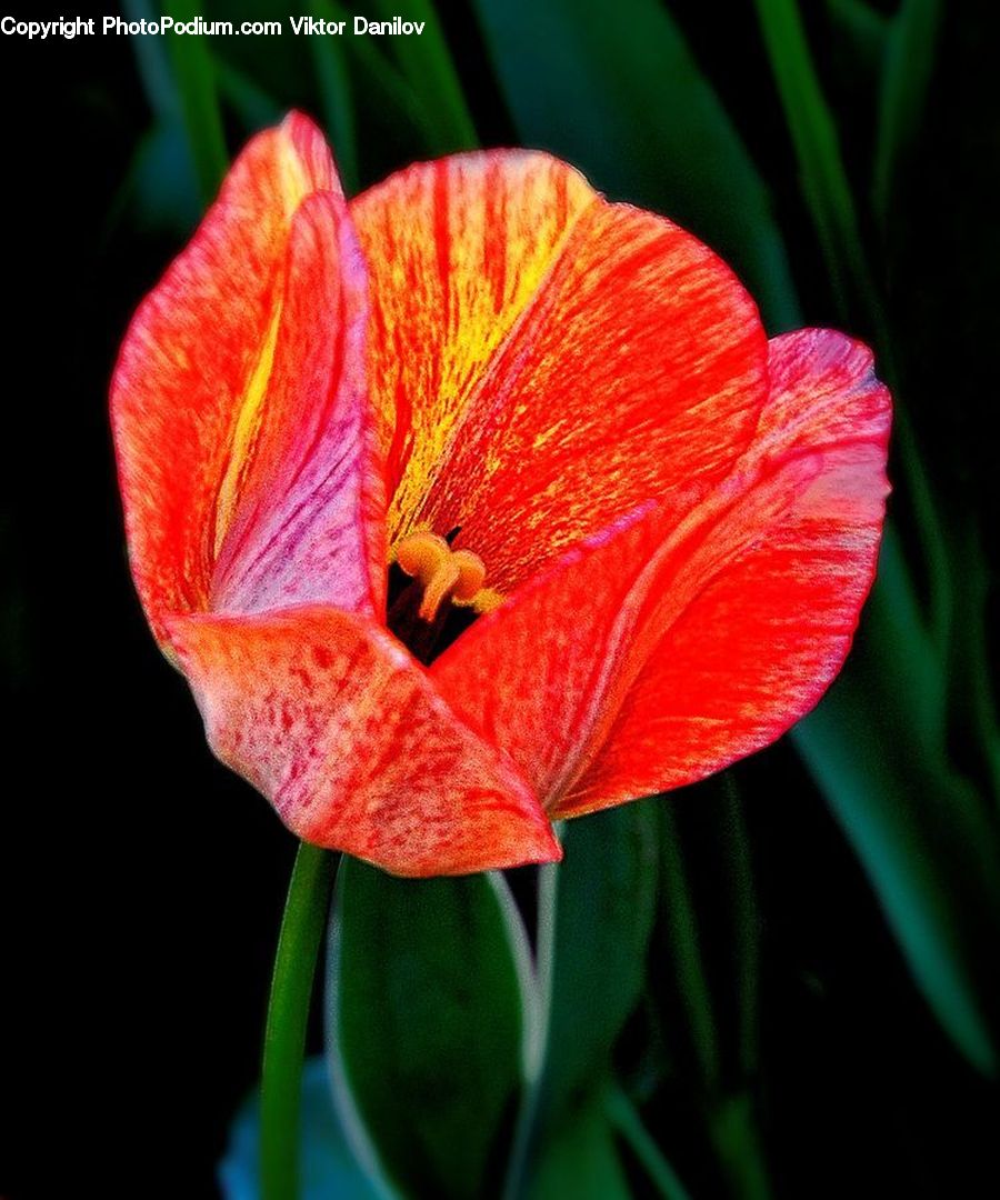 Flora, Flower, Gladiolus, Plant, Araceae, Blossom, Anthurium
