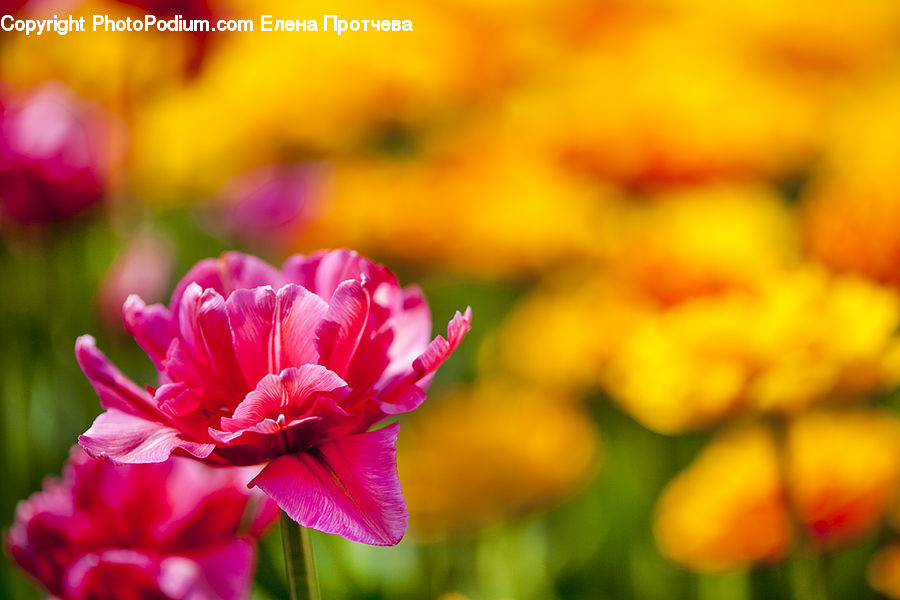 Blossom, Flora, Flower, Plant, Tulip, Carnation, Geranium